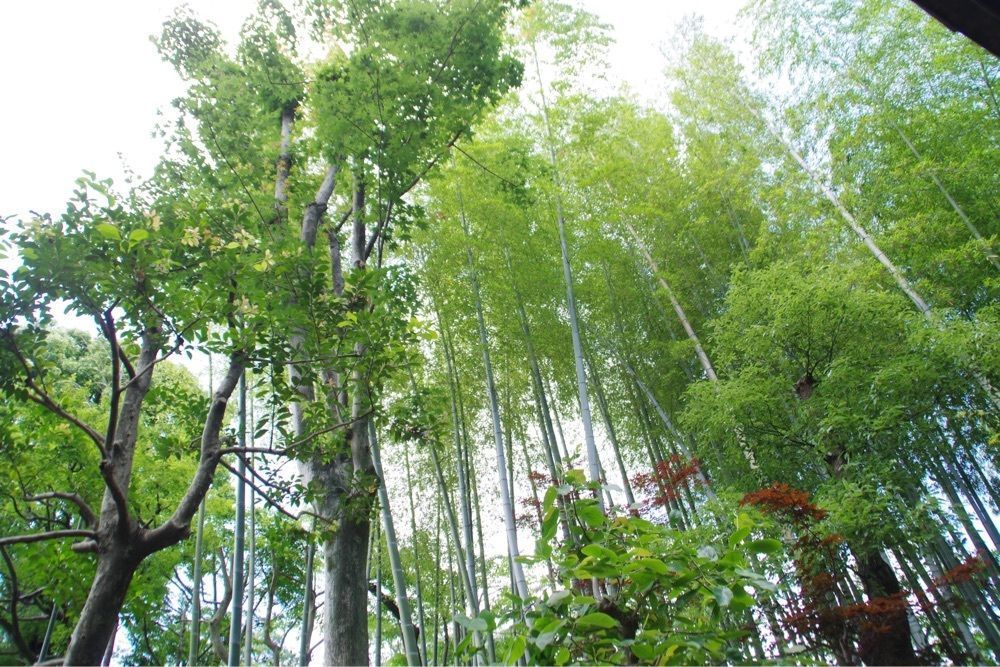 junkunさんが投稿した四季の花に関する口コミの画像