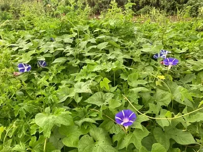 旧赤松家門・塀・土蔵