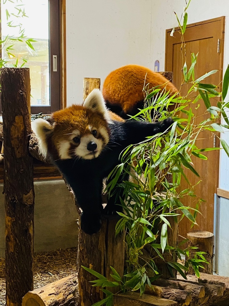 けんけんさんが投稿した長野市茶臼山動物園に関する口コミの画像