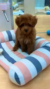 イオンモール 羽生