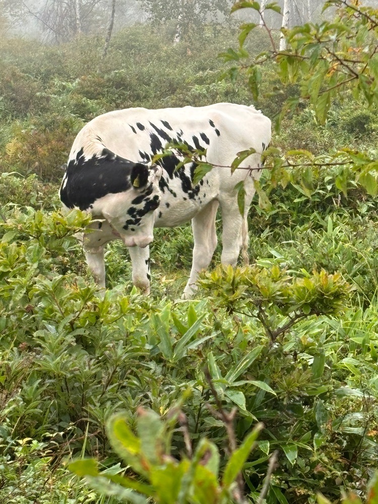 それなはとけさんが投稿した湯ノ丸山（長野県東御市）に関する口コミの画像