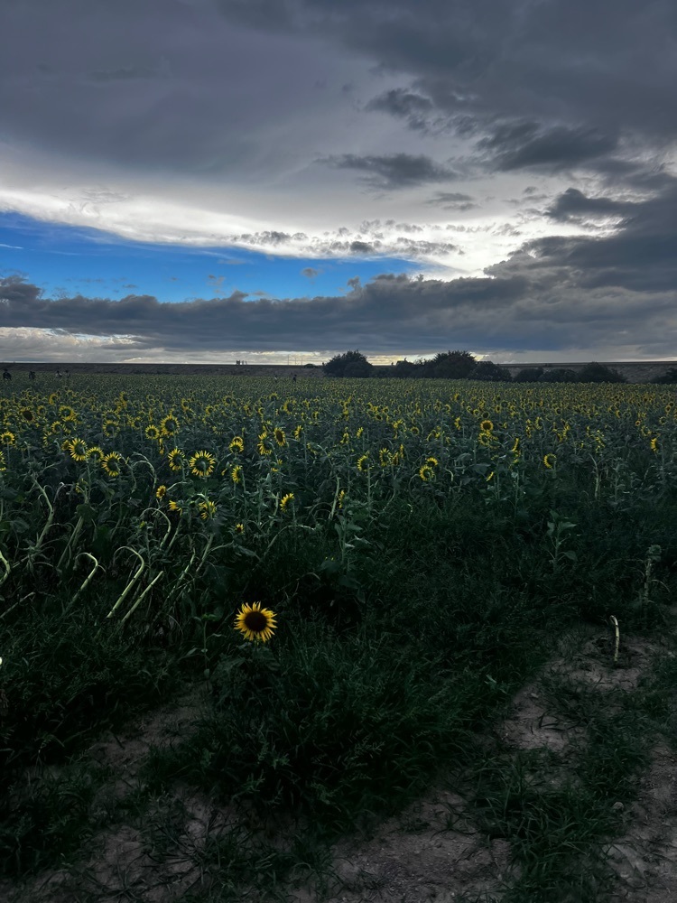 r_Rhapsodyさんが投稿した柳川ひまわり園に関する口コミの画像