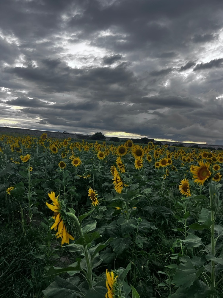 r_Rhapsodyさんが投稿した柳川ひまわり園に関する口コミの画像
