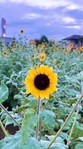イオンモール 羽生店
