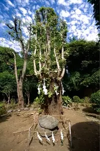 江ノ島電鉄 3枚目
