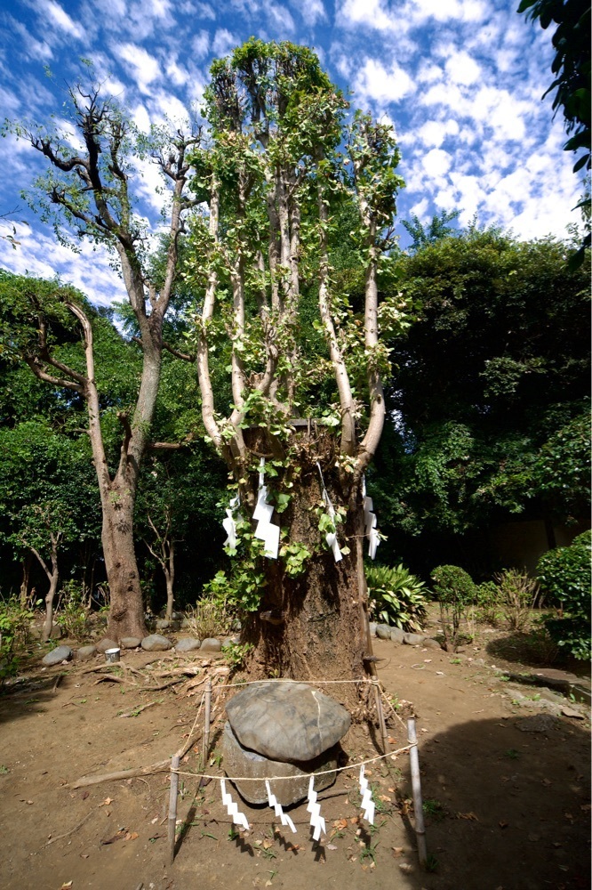 junkunさんが投稿した江ノ島電鉄に関する口コミの画像