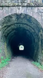 気比神社のツガ