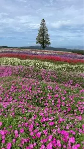 あわじ花さじき