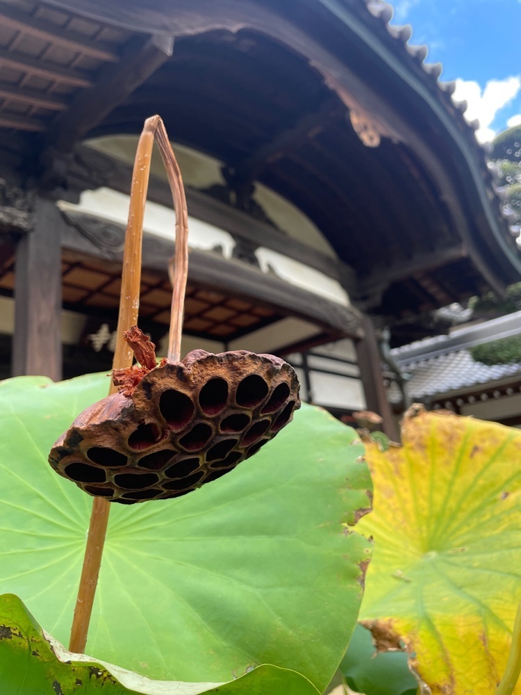 志保さんが投稿した静勝寺に関する口コミの画像