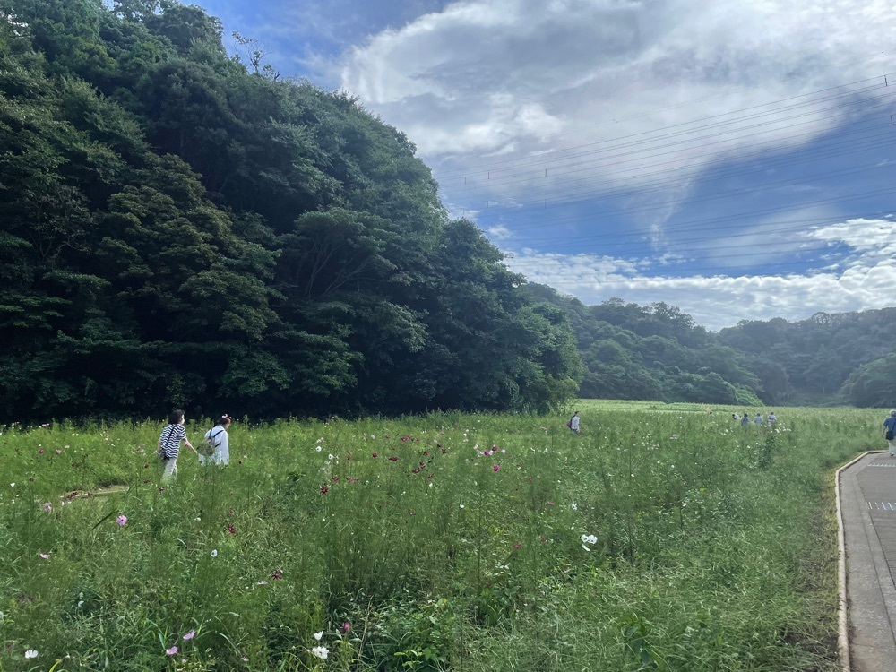 powerful_gift_4f3aさんが投稿したくりはま花の国ロスマリネスに関する口コミの画像