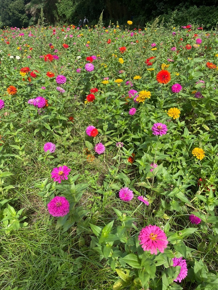 powerful_gift_4f3aさんが投稿したくりはま花の国ロスマリネスに関する口コミの画像