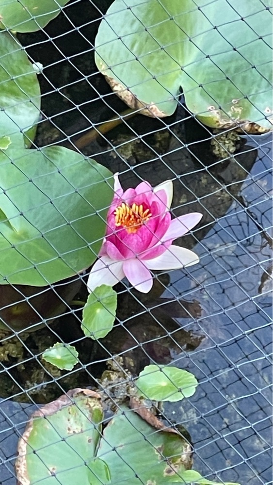 みぃさんが投稿した風待ちの丘 ルンに関する口コミの画像