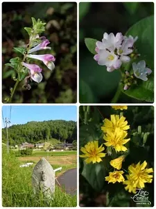 すわがね(鶴岡山)