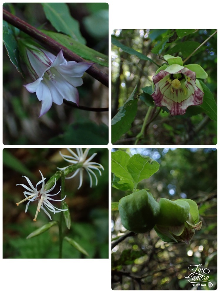 Howl Monさんが投稿したすわがね(鶴岡山)に関する口コミの画像