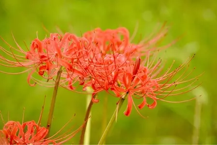 広沢池