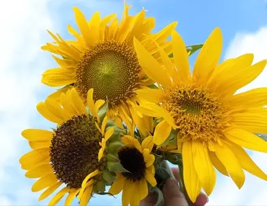 花のオアシス