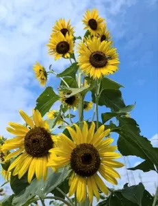花のオアシス
