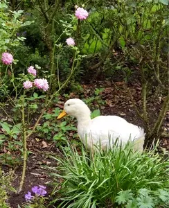 Coppice GARDEN
