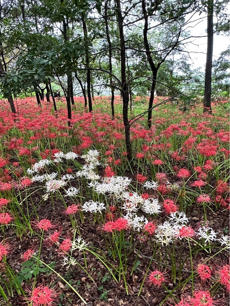 からっ風②さんが投稿したフレッセイ 境町店（FRESSAY）に関する口コミの画像