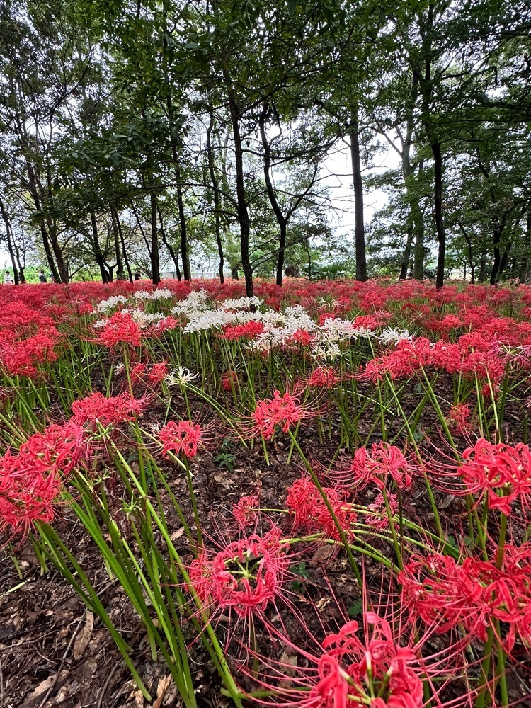 からっ風②さんが投稿したフレッセイ 境町店（FRESSAY）に関する口コミの画像