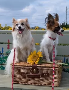 花のオアシス