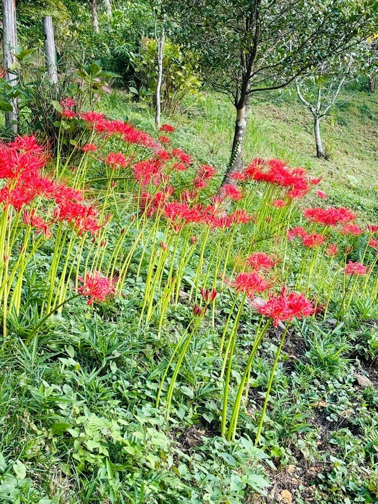 みーなさんが投稿した木部谷温泉に関する口コミの画像