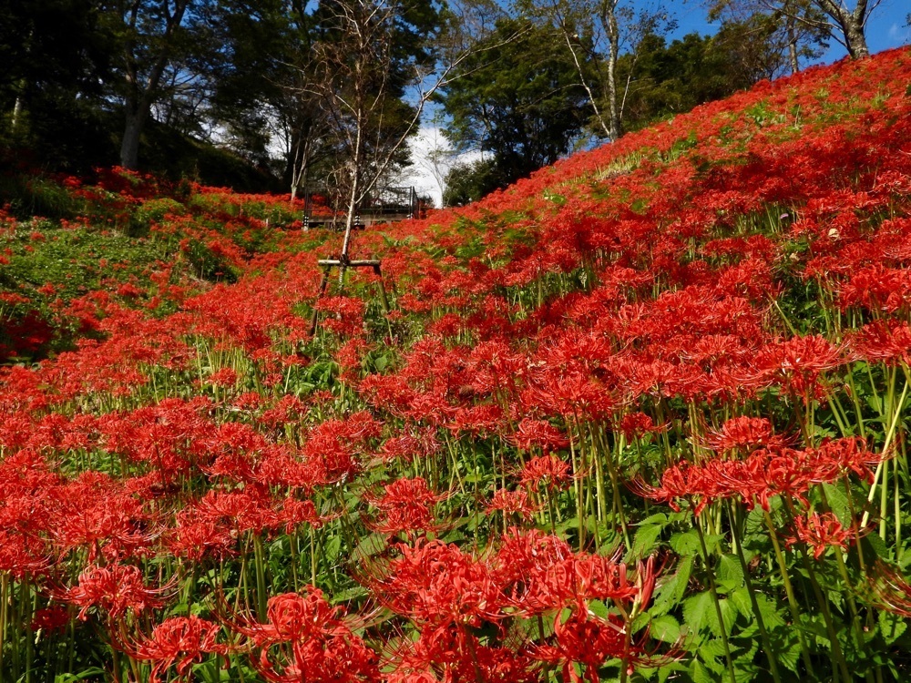 calm_gift_1030さんが投稿した城山公園（栃木県茂木町）に関する口コミの画像