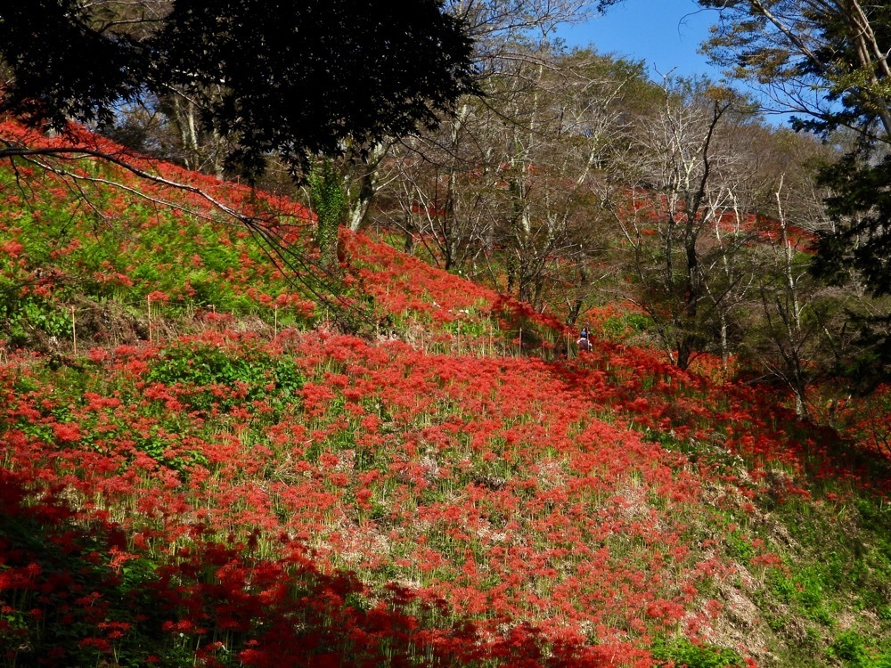 calm_gift_1030さんが投稿した城山公園（栃木県茂木町）に関する口コミの画像