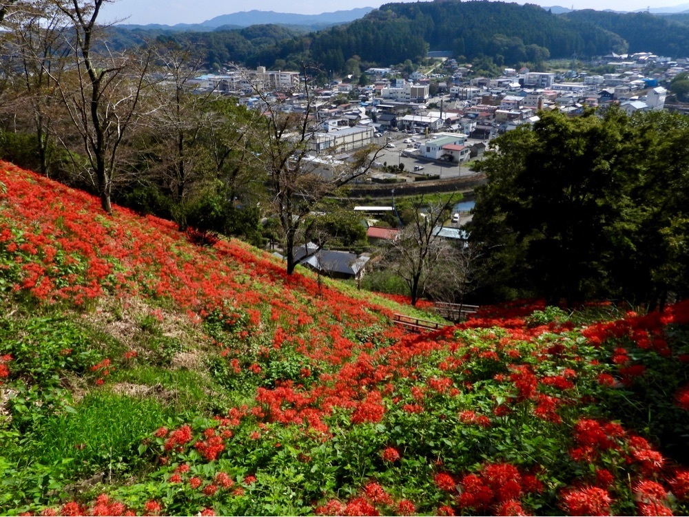 calm_gift_1030さんが投稿した城山公園（栃木県茂木町）に関する口コミの画像