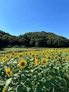 ひまわりの花畑
