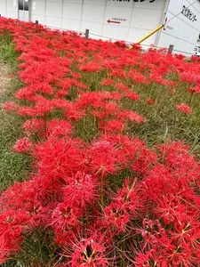 床爪商店