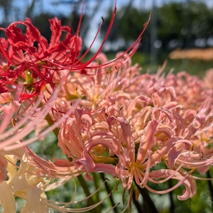 東谷山フルーツパーク 7枚目