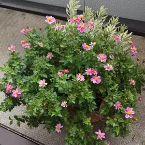 渦潮ベーカリー くずは店