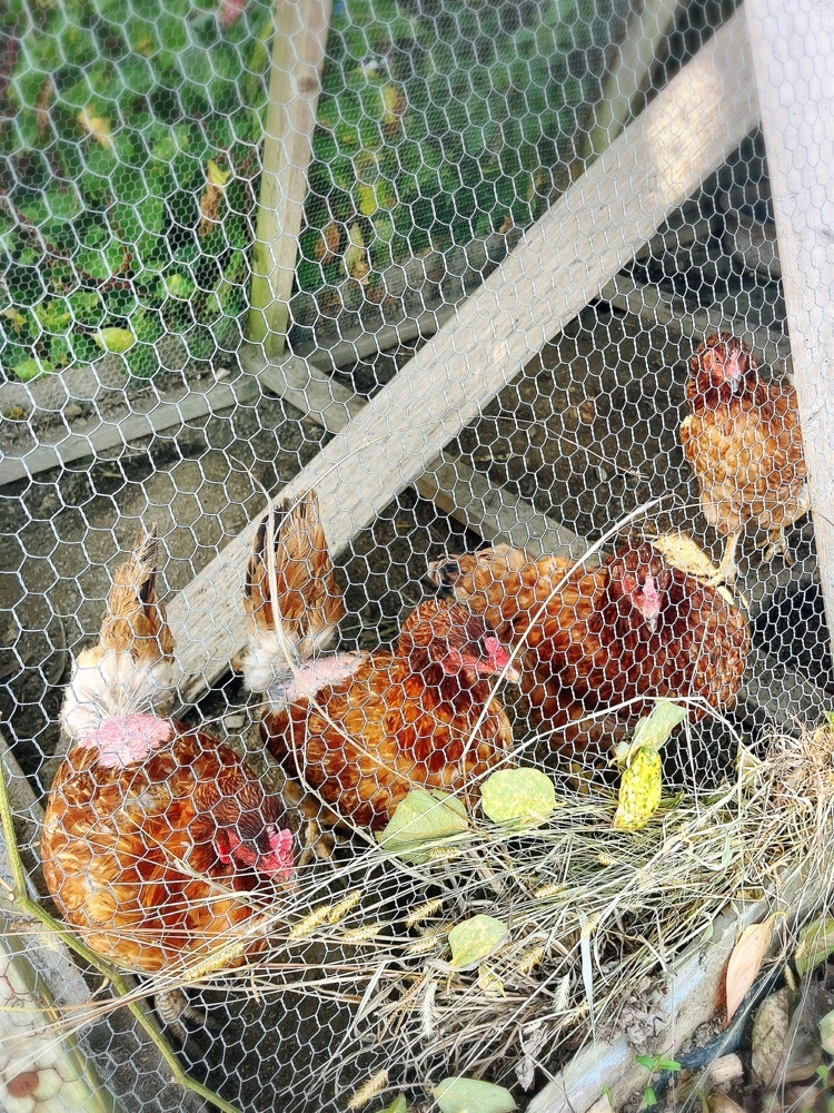 猫なぎ。さんが投稿した旧池田氏庭園に関する口コミの画像