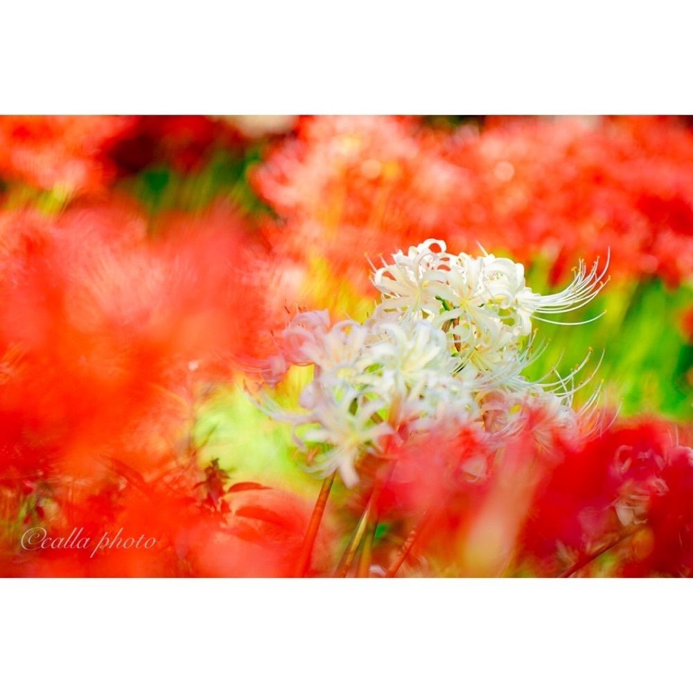 urban_garden_243aさんが投稿した高島市に関する口コミの画像