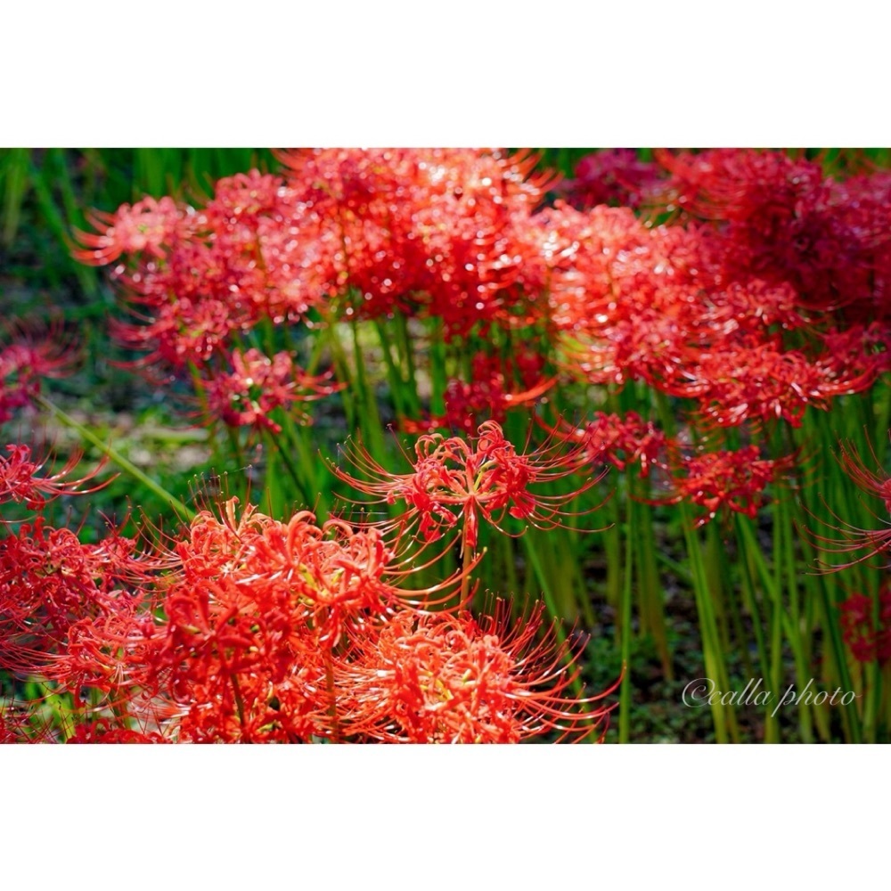 urban_garden_243aさんが投稿した高島市に関する口コミの画像