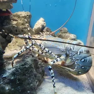いおワールドかごしま水族館 アミューズメントショップ