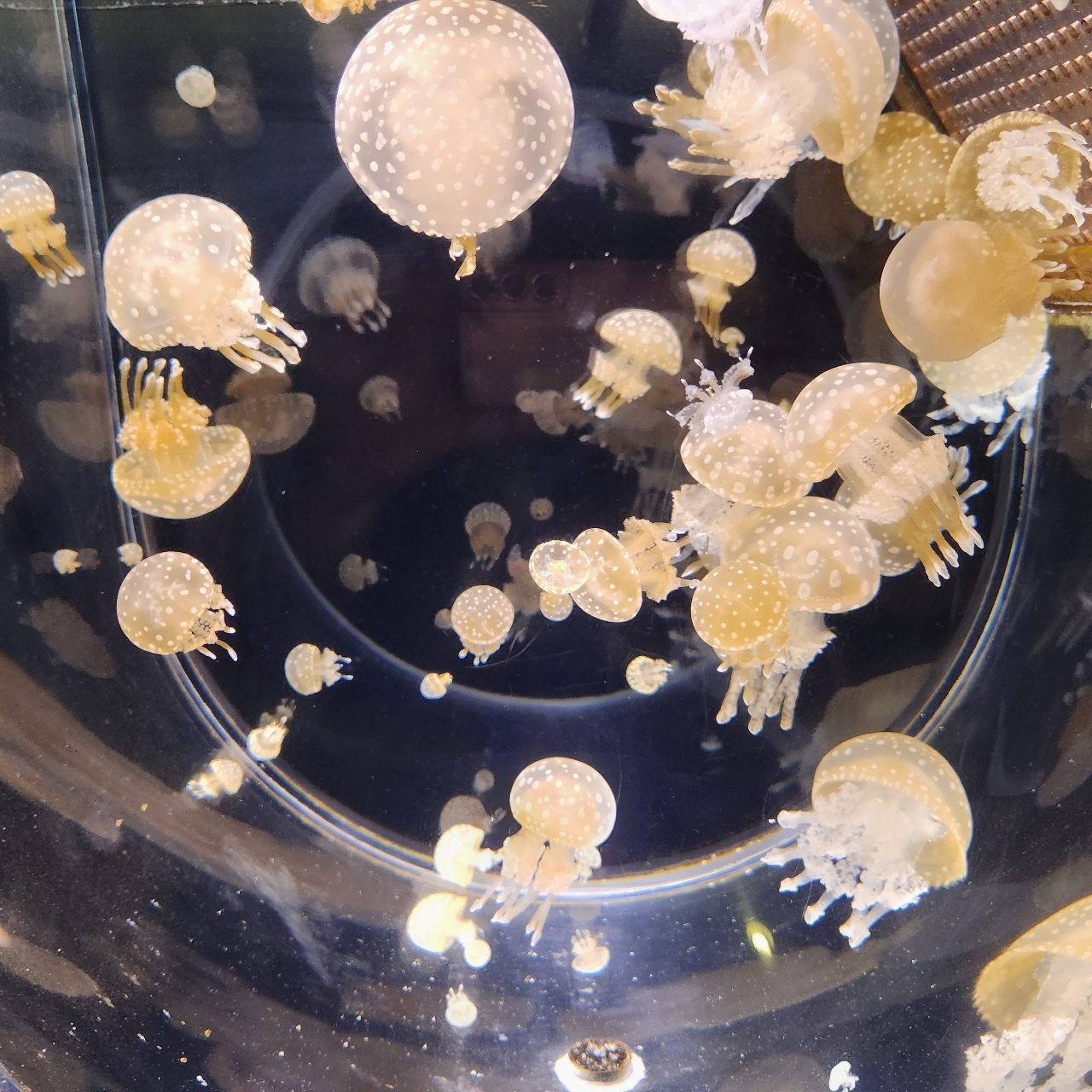 hitomiさんが投稿したいおワールドかごしま水族館 アミューズメントショップに関する口コミの画像