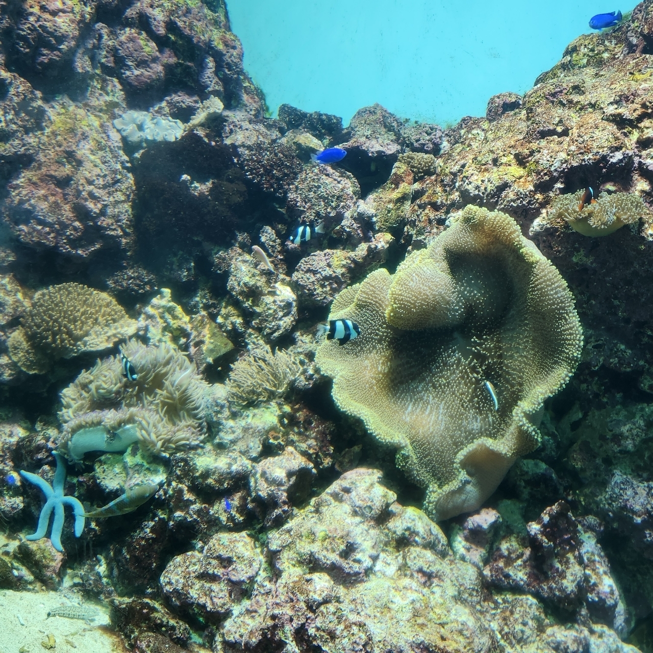 hitomiさんが投稿したいおワールドかごしま水族館 アミューズメントショップに関する口コミの画像
