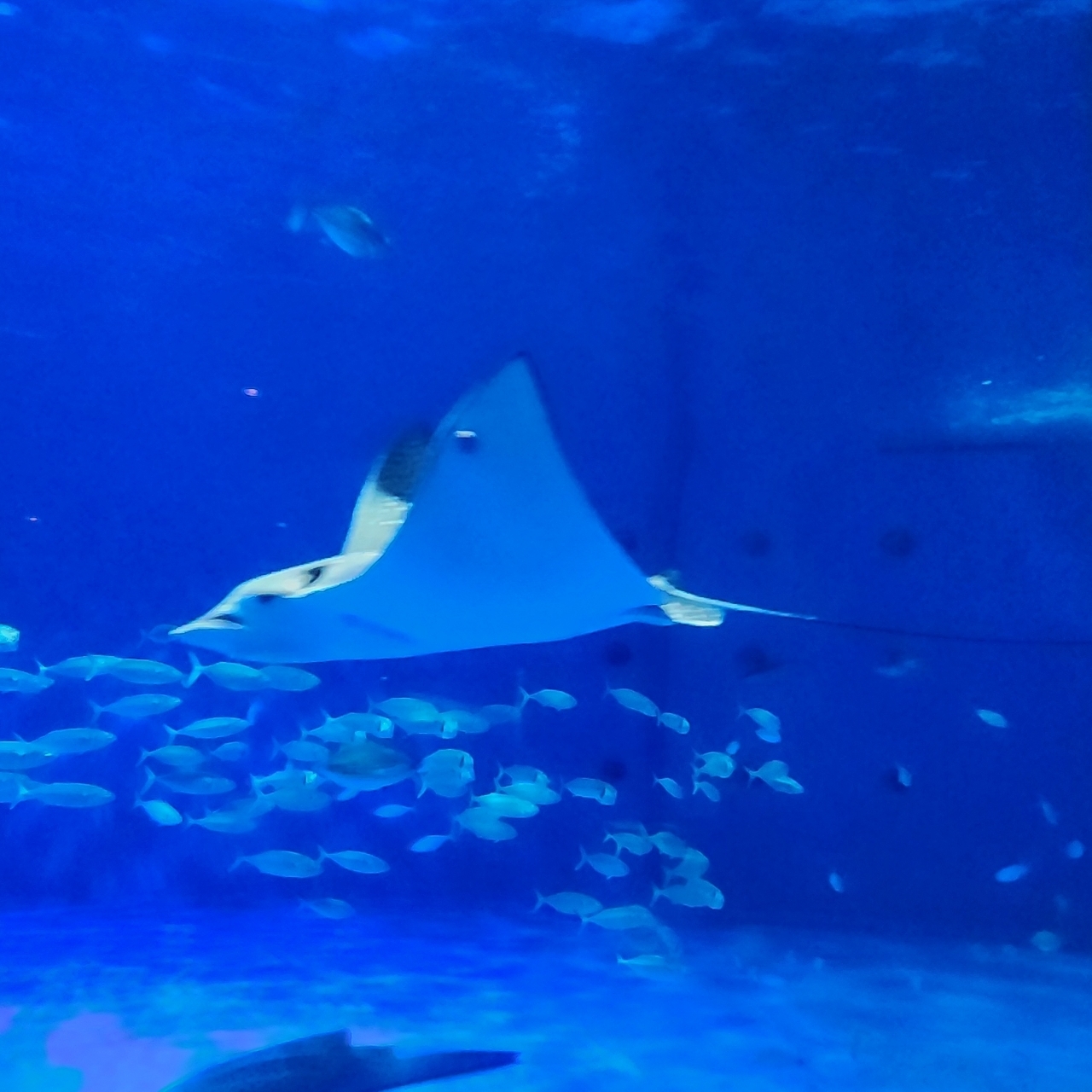 hitomiさんが投稿したいおワールドかごしま水族館 アミューズメントショップに関する口コミの画像