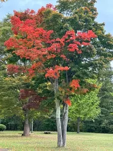 キリヤ プラスチックツリー（Prastic Tree）