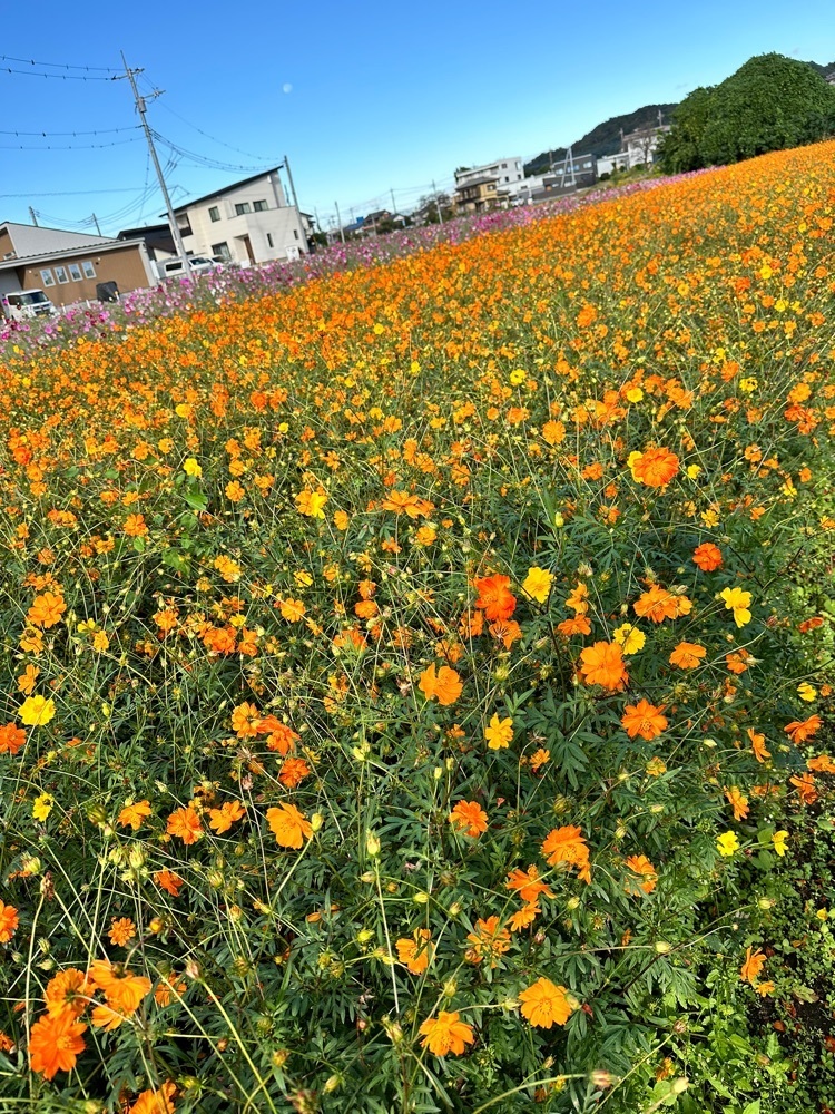 からっ風②さんが投稿したあらよし肉店に関する口コミの画像