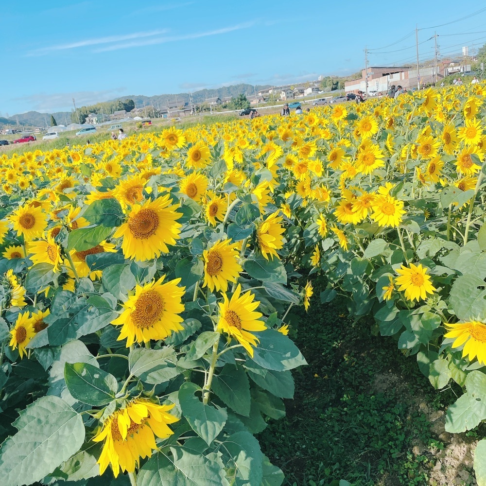 Danjouさんが投稿した大原野ひまわり畑に関する口コミの画像