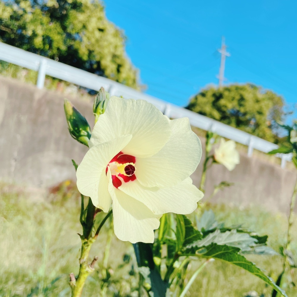 Danjouさんが投稿した大原野ひまわり畑に関する口コミの画像