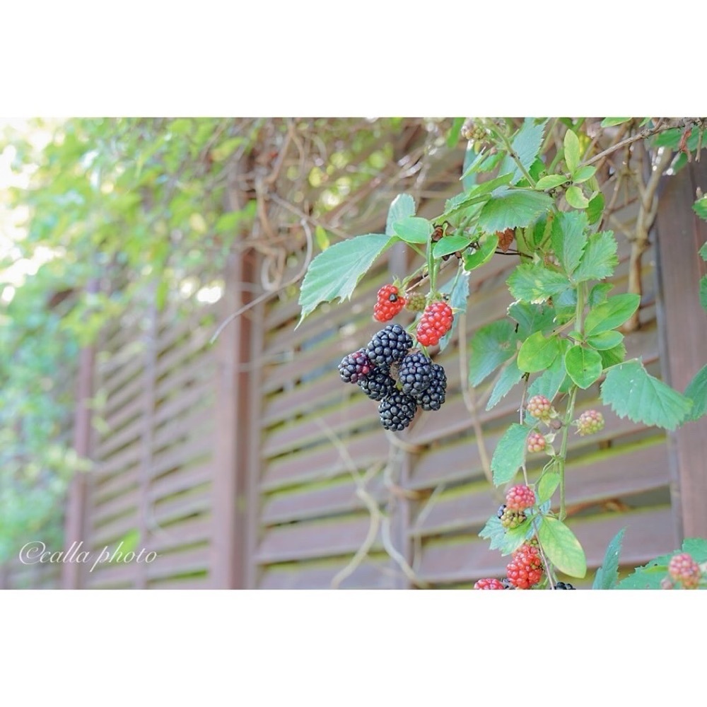urban_garden_243aさんが投稿した六甲オルゴールミュージアムに関する口コミの画像