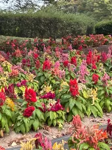 水無月園