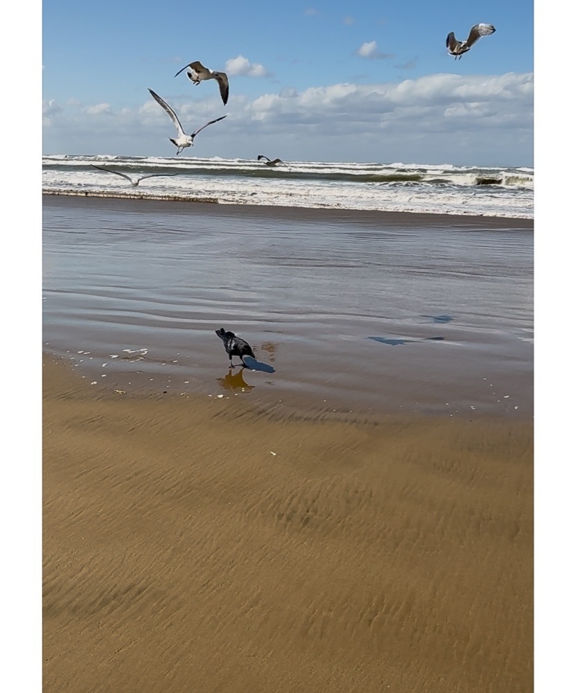 ぺたこ♡さんが投稿した千里浜海水浴場に関する口コミの画像