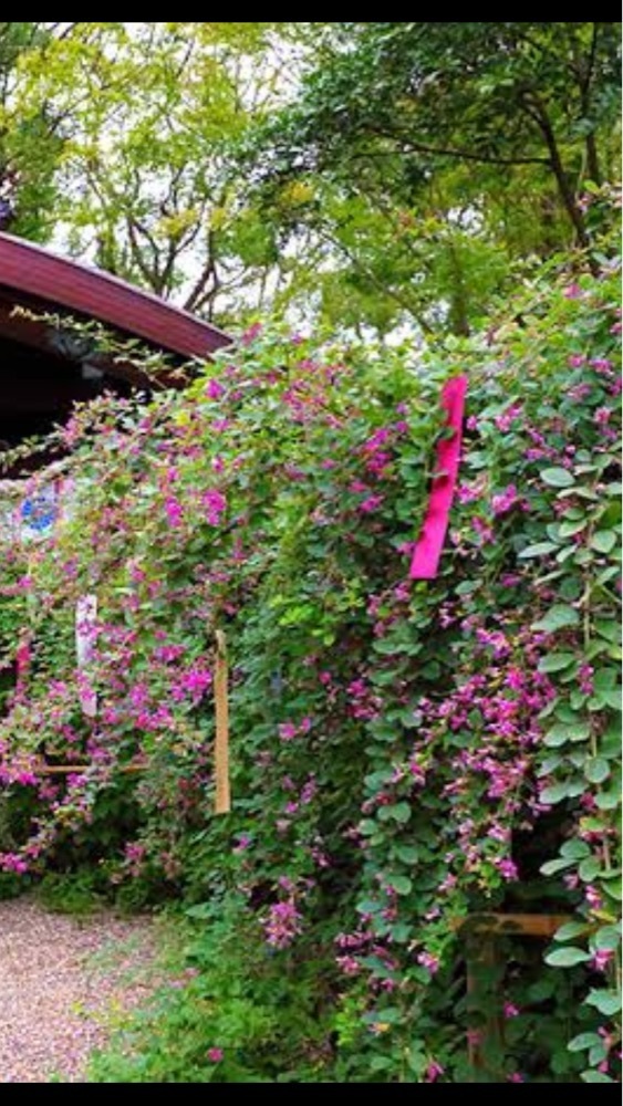 京都を巡る会・「武」さんが投稿した梨木神社の萩に関する口コミの画像