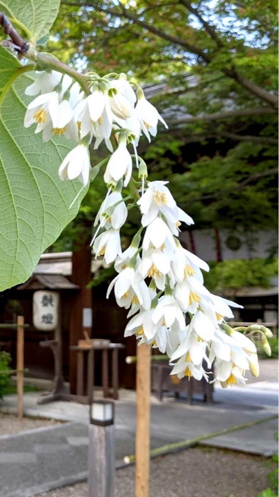 京都を巡る会・「武」さんが投稿した梨木神社の萩に関する口コミの画像