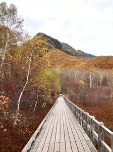 小田代原のアザミ群落